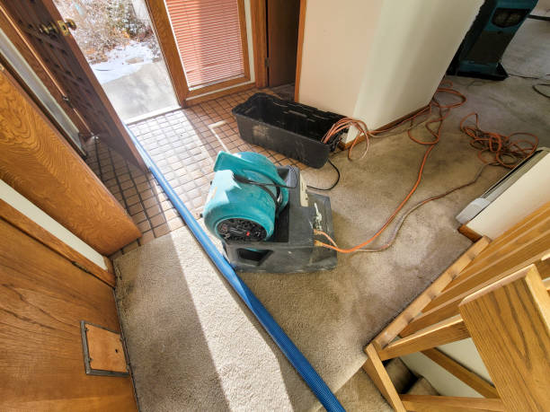 Best Mold removal after water damage  in Man, WV